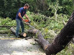 Professional Tree Care Services in Avon Lake, OH